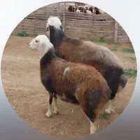 گوسفند زنده مغان افشار