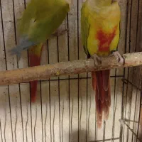 طوطی گرینچیک دلوته امریکن مولد
