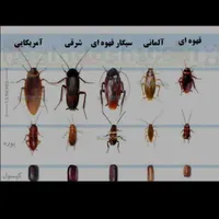 سمپاشی کافیه یک مرتبه سم پاشی مبارز را انتخاب کنید