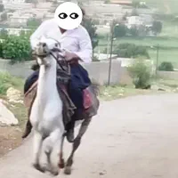 اسب|اسب و تجهیزات اسبسواری|خرمآباد, |دیوار