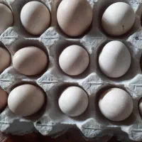 تخم نطفه دار