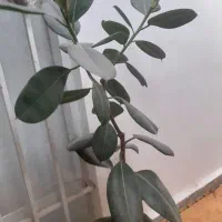 گل اپارتمانی