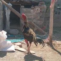 خوروس لاری