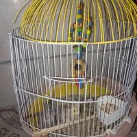 2عدد عروس هلندی نرو ماده