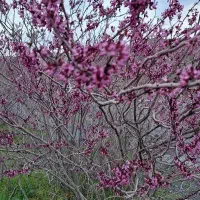 دبیر ادبیات فارسی وعلوم وفنون همه پایه ها