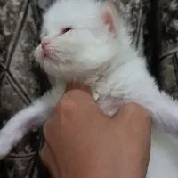 گربه پرشین