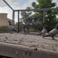 کبوتر مسافتی