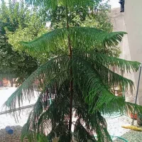 کاج مطبق طبقاتی