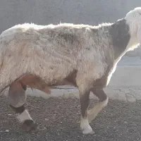 قوچ