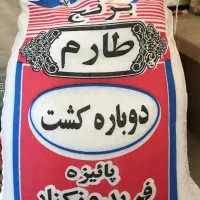 برنج طارم کشت دوم