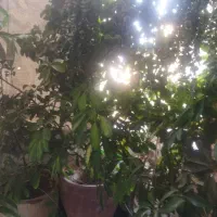 گل و گیاه
