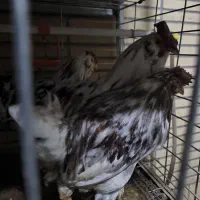 خروس گلین لری