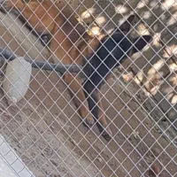 سگ مالینویز ماده