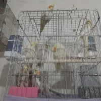 عروس هلندی بالغ