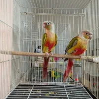 جفت مولدجوجه نروماده کوتوله گرینچیک عروس طوطی|پرنده|مشهد, کشف|دیوار