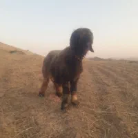 نرمیش