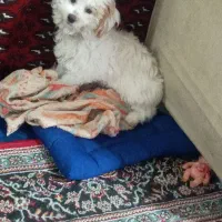 سگ شیتزو۶ماهه