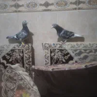 وگذاری
