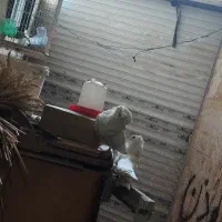 کبوترشامپیون‌جفت