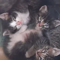 گربه نژاد .میکس نژاد پرشین و dsh