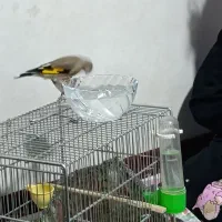 سهره|پرنده|تهران, یافت آباد جنوبی|دیوار