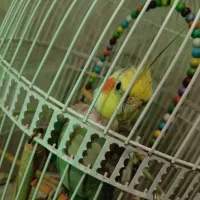 عروس هلندی نر دستی