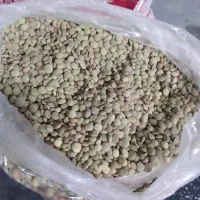 عدس و نخود تازه بجنورد