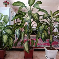 گل دیفن با خیا