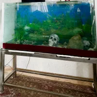 اکواریوم ماهی