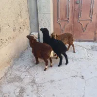 ۳راس گوسفند نر باب داشت مهربان