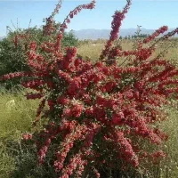 نهال زرشک قائنات، عناب بیرجند و پسته کم آب