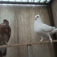 کبوتر رنگی جوان 3 ماهه