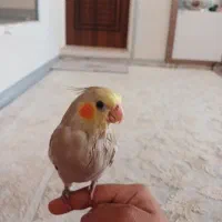 بچه عروس هلندییه