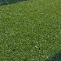 سانس چمن کرایه ای