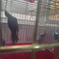 عروس هلندی