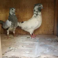 کبوتر کله دم سبز سو قدیم