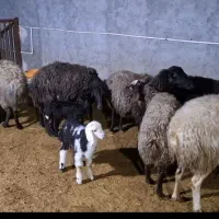 میش آبستن. میش و بره