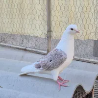 کبوتر پرشی