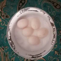 تخم نطفه دار عروس هلندی