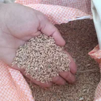 فروش گندم