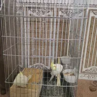 عروس هلند