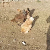 مرغ برهما و محلی