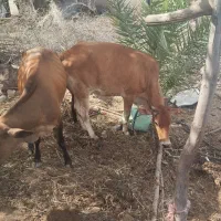 سه راس گاو
