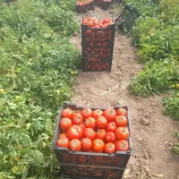 گوجه فرهنگی بدرو‌ وبروبیا