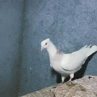 طوقی کرم ماده