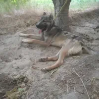 تولع سگ سرابی ۱۰ ماهعه