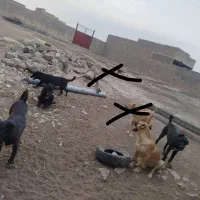 توله گله ای