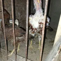 فروش ویژه جوجه لاری از بهترین نژاد