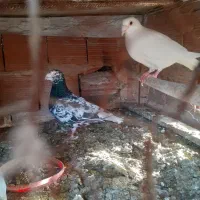 ۳جفت هفترنگ جفتی