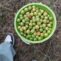 آلو سلطانی